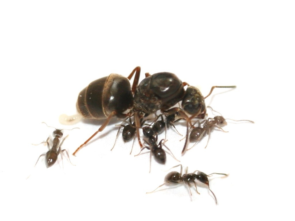 Чем кормить муравьев lasius. Смотреть фото Чем кормить муравьев lasius. Смотреть картинку Чем кормить муравьев lasius. Картинка про Чем кормить муравьев lasius. Фото Чем кормить муравьев lasius