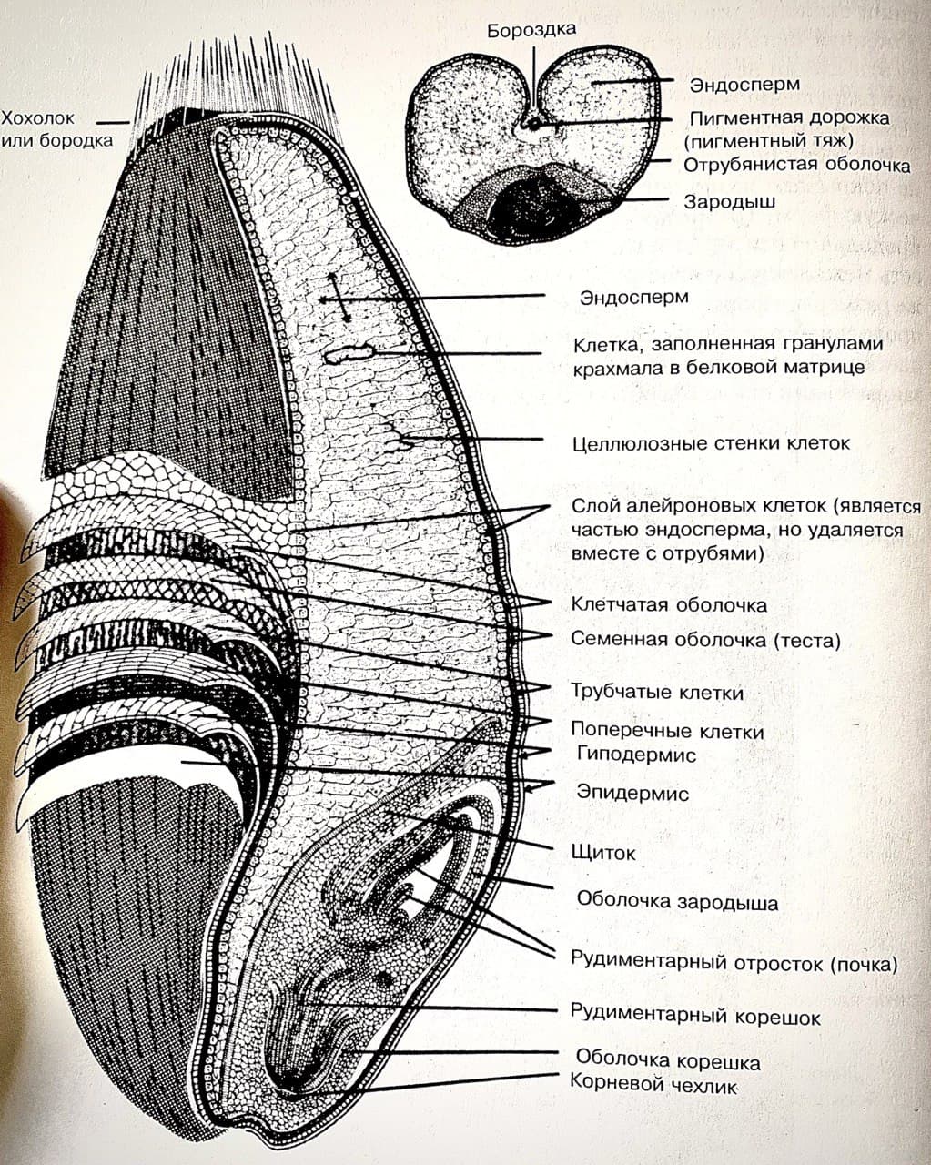чем отличается мука первого и высшего сорта. Смотреть фото чем отличается мука первого и высшего сорта. Смотреть картинку чем отличается мука первого и высшего сорта. Картинка про чем отличается мука первого и высшего сорта. Фото чем отличается мука первого и высшего сорта
