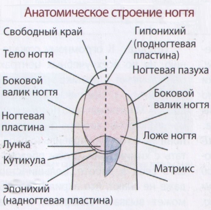 Что нужно для начинающего мастера маникюра самоучка. Смотреть фото Что нужно для начинающего мастера маникюра самоучка. Смотреть картинку Что нужно для начинающего мастера маникюра самоучка. Картинка про Что нужно для начинающего мастера маникюра самоучка. Фото Что нужно для начинающего мастера маникюра самоучка