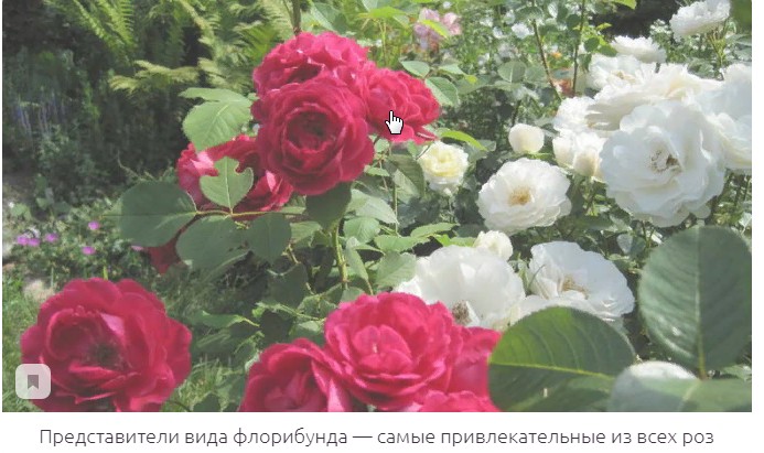 Розы Всех Видов Фото