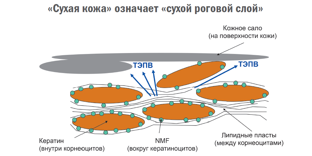 Что не является причиной сухости кожи. Смотреть фото Что не является причиной сухости кожи. Смотреть картинку Что не является причиной сухости кожи. Картинка про Что не является причиной сухости кожи. Фото Что не является причиной сухости кожи Что не является причиной сухости кожи. Смотреть фото Что не является причиной сухости кожи. Смотреть картинку Что не является причиной сухости кожи. Картинка про Что не является причиной сухости кожи. Фото Что не является причиной сухости кожи