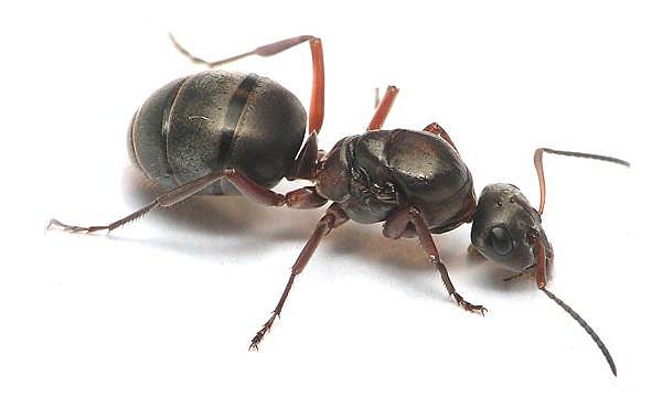 formica rufibarbis чем кормить