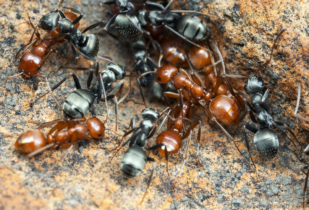 formica rufibarbis чем кормить