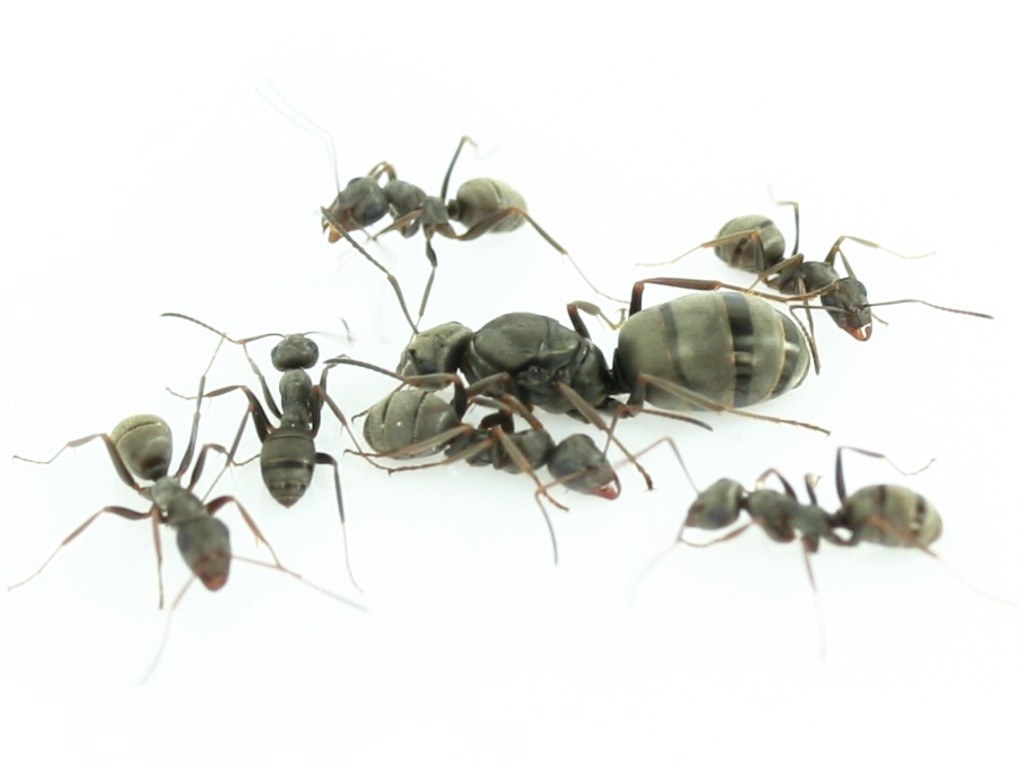 formica rufibarbis чем кормить
