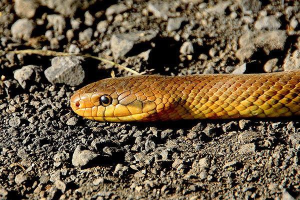 Какие змеи водятся в белгородской области фото и описание