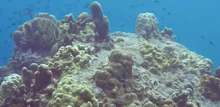 для чего нужен красный фильтр под водой. Смотреть фото для чего нужен красный фильтр под водой. Смотреть картинку для чего нужен красный фильтр под водой. Картинка про для чего нужен красный фильтр под водой. Фото для чего нужен красный фильтр под водой