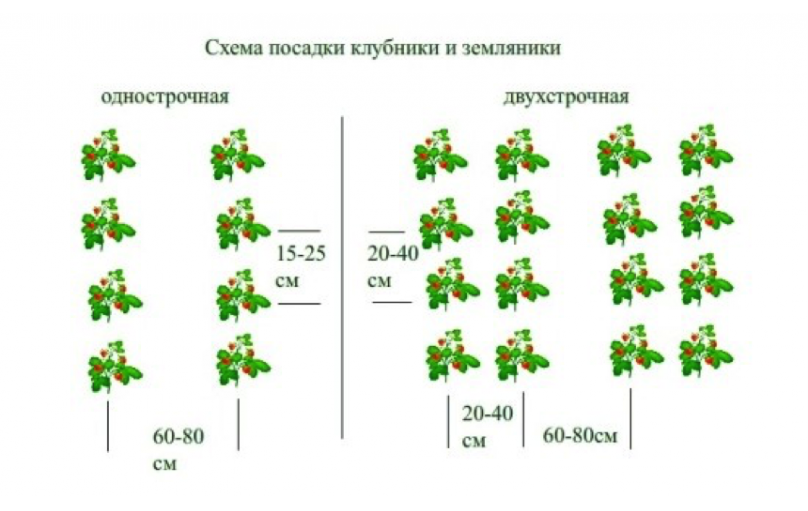 Посадка клубники весной в открытый грунт агроволокно. %D1%81%D1%85%D0%B5%D0%BC%D0%B0 %D0%BF%D0%BE%D1%81%D0%B0%D0%B4%D0%BA%D0%B8. Посадка клубники весной в открытый грунт агроволокно фото. Посадка клубники весной в открытый грунт агроволокно-%D1%81%D1%85%D0%B5%D0%BC%D0%B0 %D0%BF%D0%BE%D1%81%D0%B0%D0%B4%D0%BA%D0%B8. картинка Посадка клубники весной в открытый грунт агроволокно. картинка %D1%81%D1%85%D0%B5%D0%BC%D0%B0 %D0%BF%D0%BE%D1%81%D0%B0%D0%B4%D0%BA%D0%B8. Агроволокно для клубники — это способ вырастить вкусные ягоды без лишних усилий. Ткань решит сразу несколько проблем и поможет собрать неповреждённый урожай ягод раньше заявленного срока.