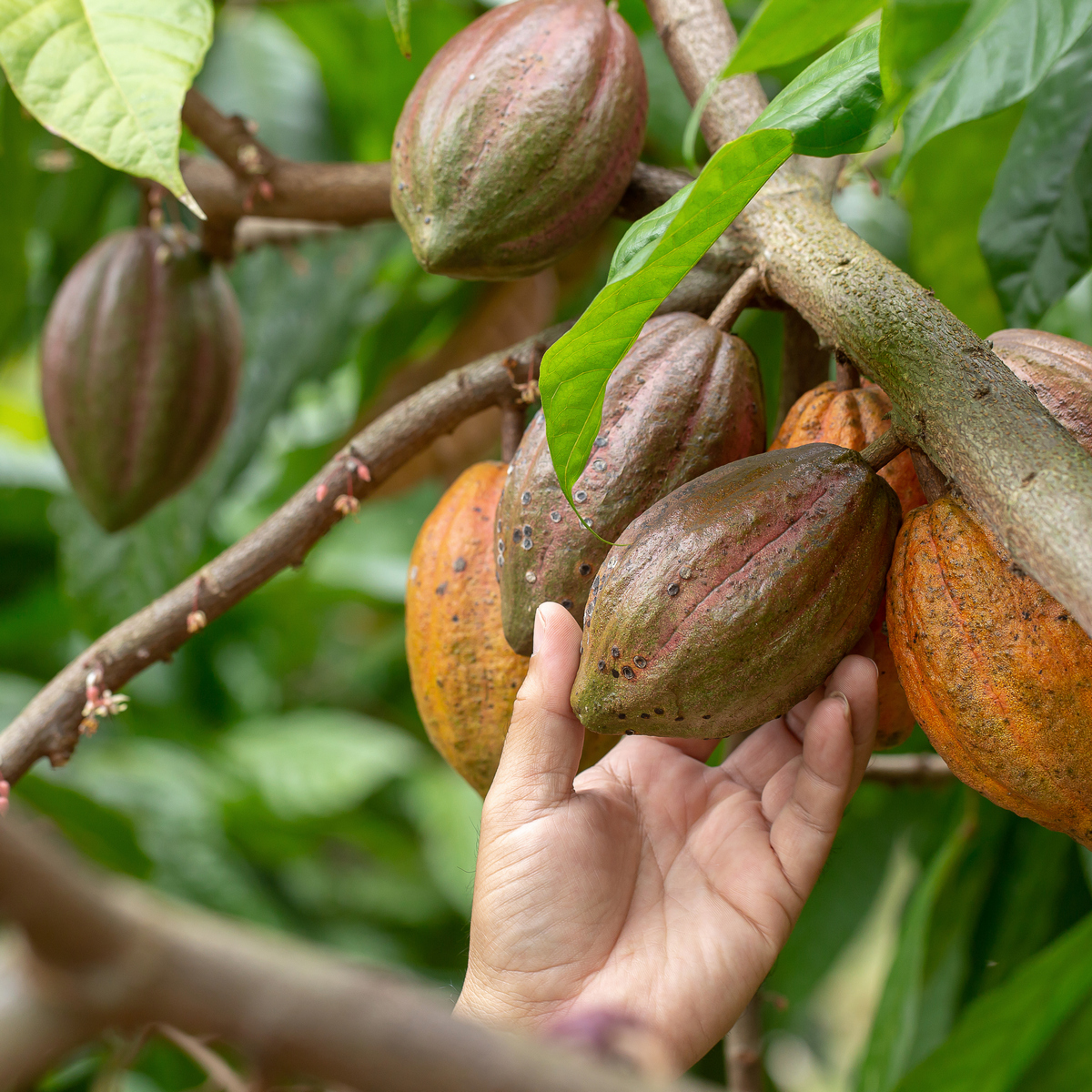 cacao fruit fresh cocoa pod hands cocoa pod tree