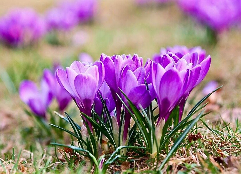 приправа saffron для каких блюд подходит. Смотреть фото приправа saffron для каких блюд подходит. Смотреть картинку приправа saffron для каких блюд подходит. Картинка про приправа saffron для каких блюд подходит. Фото приправа saffron для каких блюд подходит