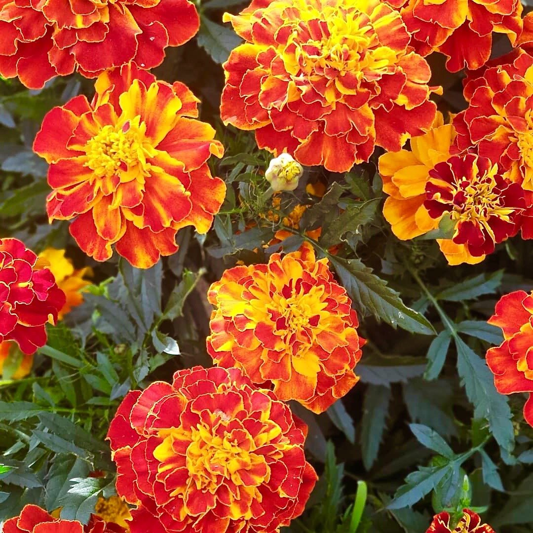 приправа saffron для каких блюд подходит. Смотреть фото приправа saffron для каких блюд подходит. Смотреть картинку приправа saffron для каких блюд подходит. Картинка про приправа saffron для каких блюд подходит. Фото приправа saffron для каких блюд подходит