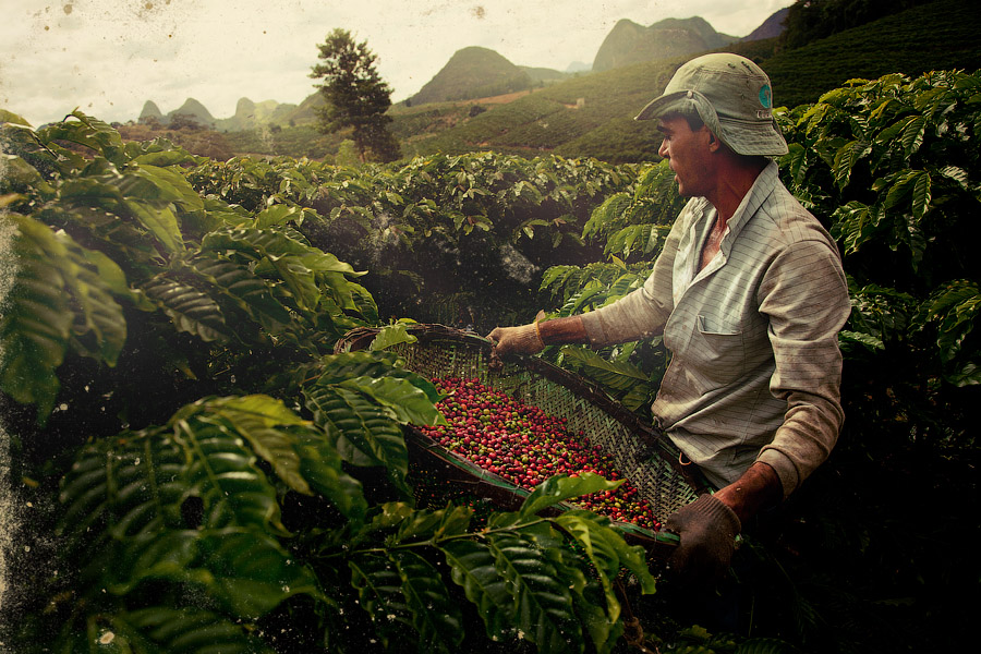 Производство кофе в Никарагуа
