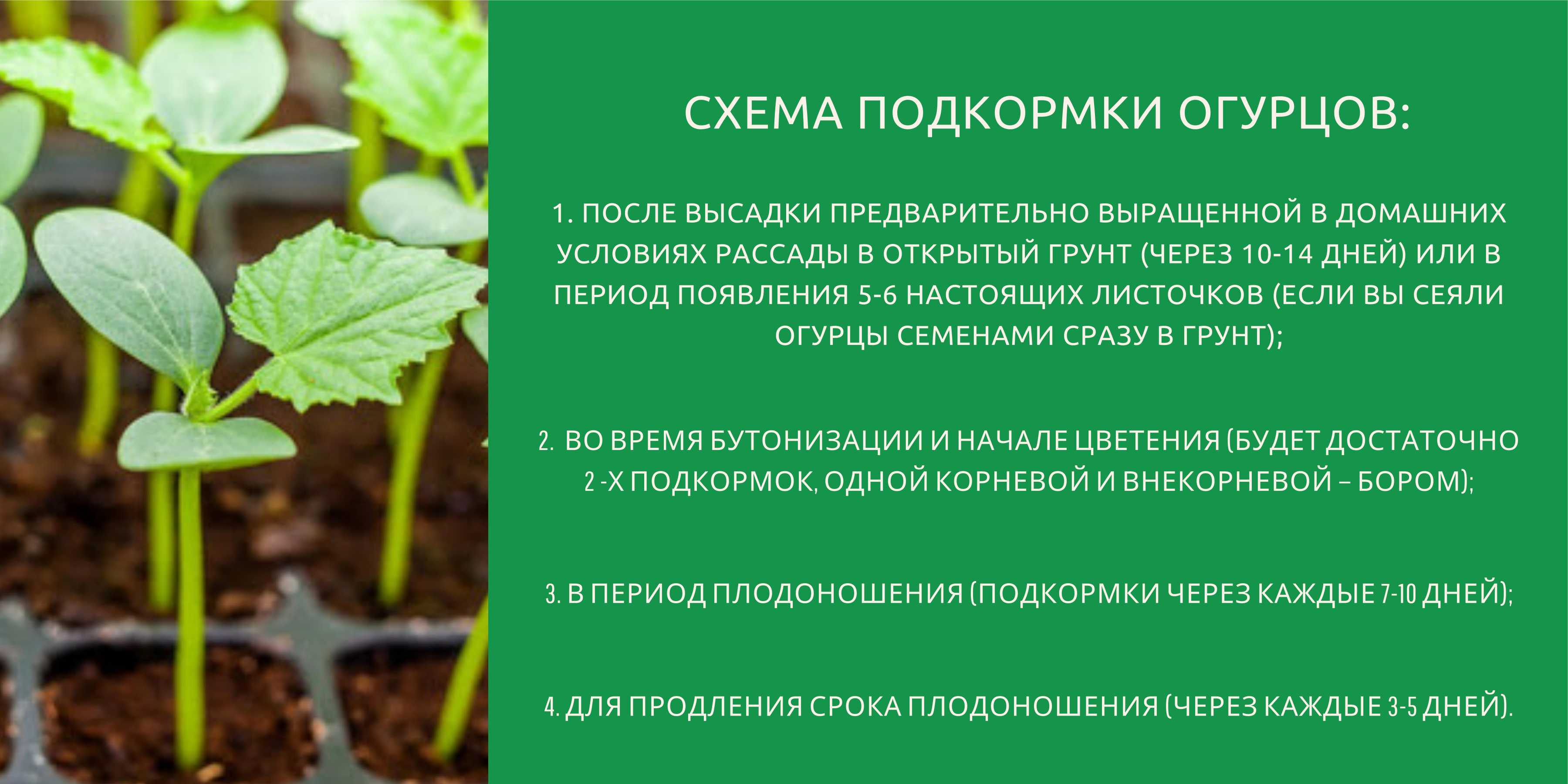 чем восполнить калий для огурцов. 1 5edf445f17ab8b2da71fe8e6b6c11e9e. чем восполнить калий для огурцов фото. чем восполнить калий для огурцов-1 5edf445f17ab8b2da71fe8e6b6c11e9e. картинка чем восполнить калий для огурцов. картинка 1 5edf445f17ab8b2da71fe8e6b6c11e9e. Калийные удобрения подразделяются на два основных вида: