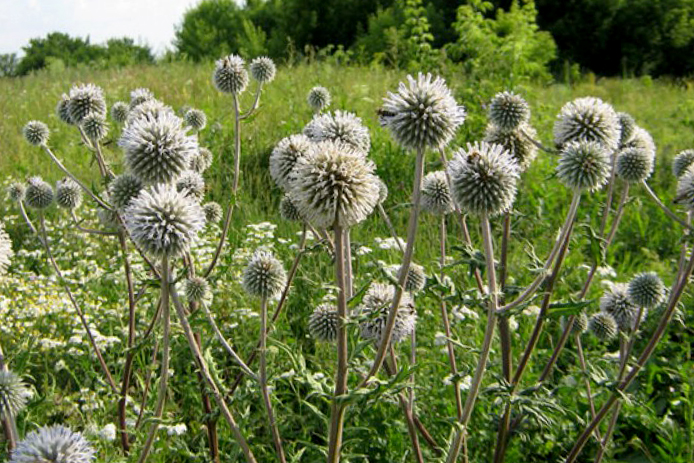 %D0%BC%D0%BE%D1%80%D0%B4%D0%BE%D0%B2%D0%BD%D0%B8%D0%BA1 мордовник для чего нужен организму