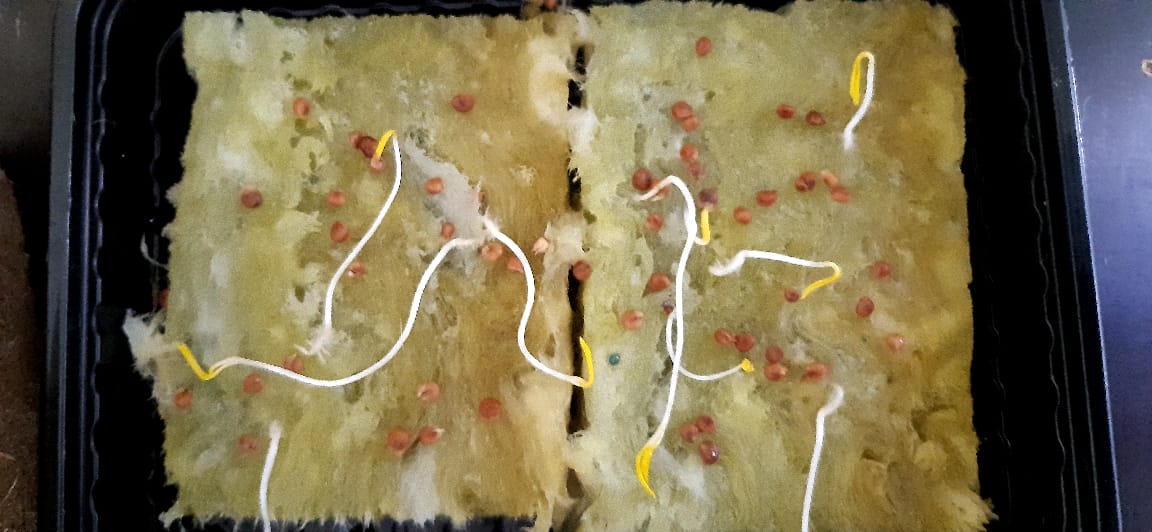 надо ли замачивать окрашенные семена огурцов. Смотреть фото надо ли замачивать окрашенные семена огурцов. Смотреть картинку надо ли замачивать окрашенные семена огурцов. Картинка про надо ли замачивать окрашенные семена огурцов. Фото надо ли замачивать окрашенные семена огурцов надо ли замачивать окрашенные семена огурцов. Смотреть фото надо ли замачивать окрашенные семена огурцов. Смотреть картинку надо ли замачивать окрашенные семена огурцов. Картинка про надо ли замачивать окрашенные семена огурцов. Фото надо ли замачивать окрашенные семена огурцов