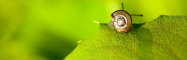 Snail foam cleansing что это. %D1%83%D0%BB%D0%B8%D1%82%D0%BA%D0%B0 %D0%BD%D0%B0 %D0%BB%D0%B8%D1%81%D1%82%D0%B5 600 200. Snail foam cleansing что это фото. Snail foam cleansing что это-%D1%83%D0%BB%D0%B8%D1%82%D0%BA%D0%B0 %D0%BD%D0%B0 %D0%BB%D0%B8%D1%81%D1%82%D0%B5 600 200. картинка Snail foam cleansing что это. картинка %D1%83%D0%BB%D0%B8%D1%82%D0%BA%D0%B0 %D0%BD%D0%B0 %D0%BB%D0%B8%D1%81%D1%82%D0%B5 600 200