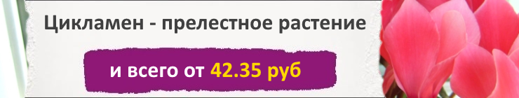 Купить Семени Цикламена, цена низкая, доставка почтой наложенным платежом по России, курьером по Москве - интернет-магазин АгроБум Купить Семени Цикламена, цена низкая, доставка почтой наложенным платежом по России, курьером по Москве - интернет-магазин АгроБум