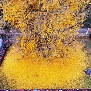 Гинкго билоба символ чего. %D0%94%D0%B5%D1%80%D0%B5%D0%B2%D0%BE %D0%B3%D0%B8%D0%BD%D0%B3%D0%BA%D0%BE %D0%B6%D0%B5%D0%BB%D1%82%D0%BE%D0%B5 82f2ad6c6a418c09678573dd1a72ad7d. Гинкго билоба символ чего фото. Гинкго билоба символ чего-%D0%94%D0%B5%D1%80%D0%B5%D0%B2%D0%BE %D0%B3%D0%B8%D0%BD%D0%B3%D0%BA%D0%BE %D0%B6%D0%B5%D0%BB%D1%82%D0%BE%D0%B5 82f2ad6c6a418c09678573dd1a72ad7d. картинка Гинкго билоба символ чего. картинка %D0%94%D0%B5%D1%80%D0%B5%D0%B2%D0%BE %D0%B3%D0%B8%D0%BD%D0%B3%D0%BA%D0%BE %D0%B6%D0%B5%D0%BB%D1%82%D0%BE%D0%B5 82f2ad6c6a418c09678573dd1a72ad7d. Чарльз Дарвин называл его живым ископаемым. Оно упоминается в древних манускриптах горного Китая VI-VIII веков. А в XVI веке дерево было упомянуто с точки зрения его целебных свойств и действия на организм в медицинской монографии «Великие травы» знаменитого врача и фармаколога Ли Ши-чжэня. С того времени оно считается драгоценным деревом. В Китае и Японии гинкго билоба часто растут рядом с буддийскими храмами, монастырями и гробницами. Это священное дерево является символом медитации, мудрости, любви и жизненной стойкости.