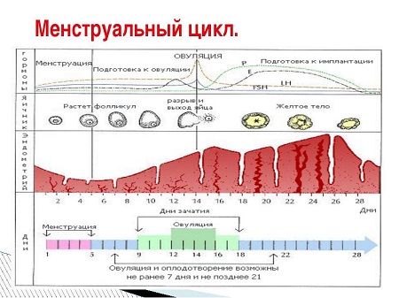 Колебания гормонального фона месячный цикл