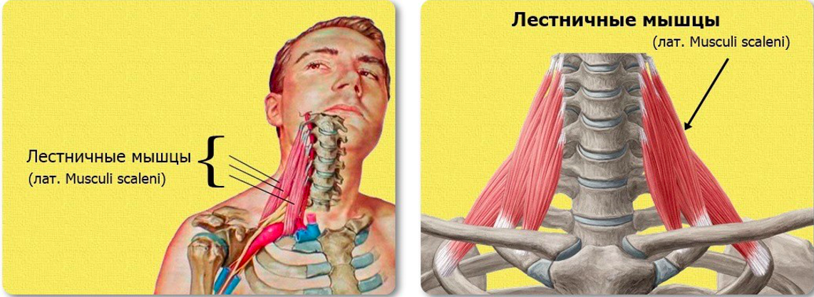 Лестничная мышца как расслабить. Передняя лестничная мышца анатомия. Синдром лестничных мышц шеи. Лестничные мышцы шеи анатомия. Лестничная мышца упражнения.