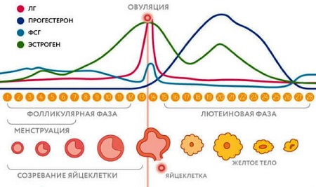 Гормональный фон во время овуляции