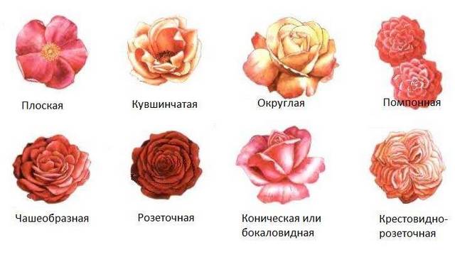 Розы Каталог Сортов Фото