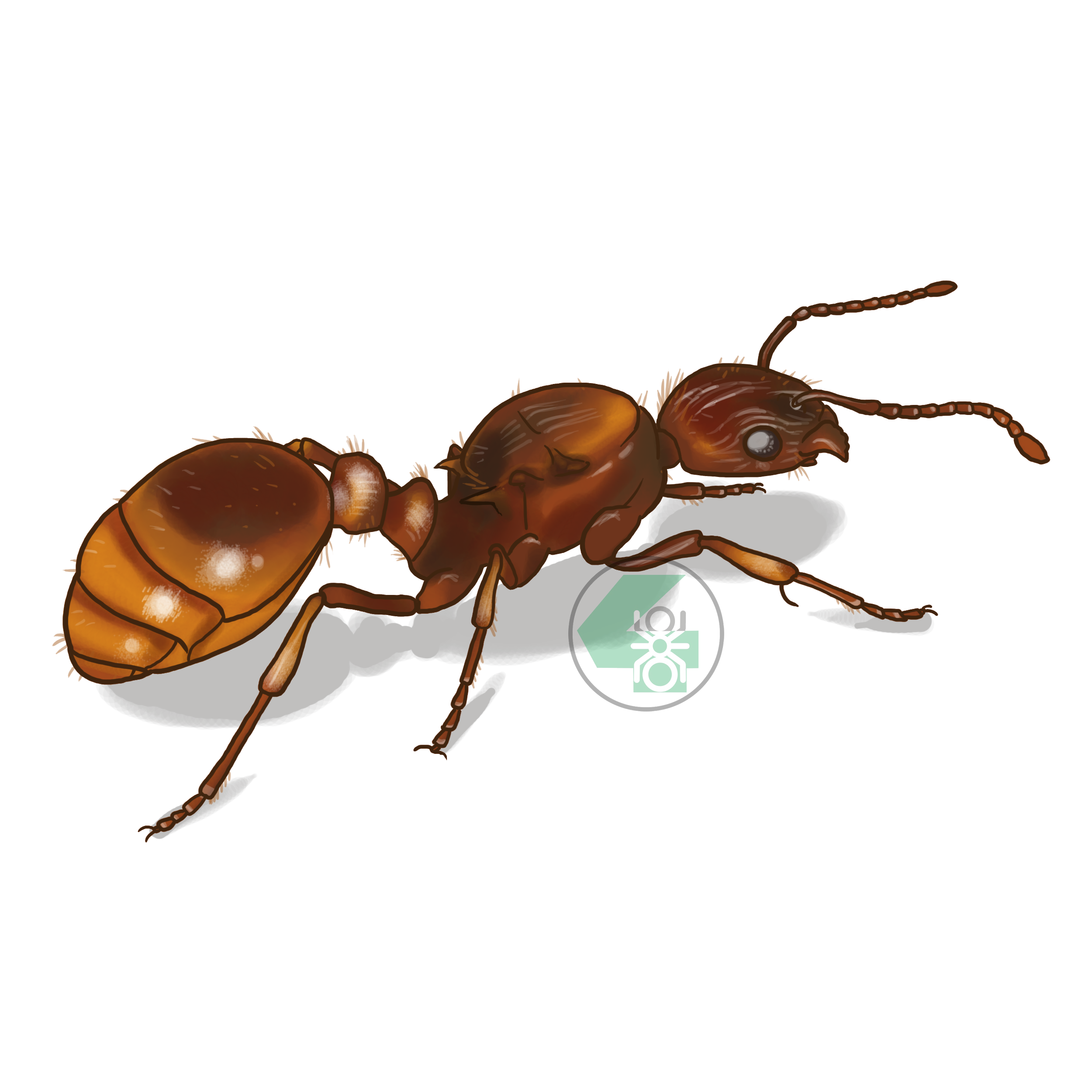 Рыжая мирмика. Муравьи мирмика матка. Myrmica rubra Муравейник. Myrmica rubra Королева.