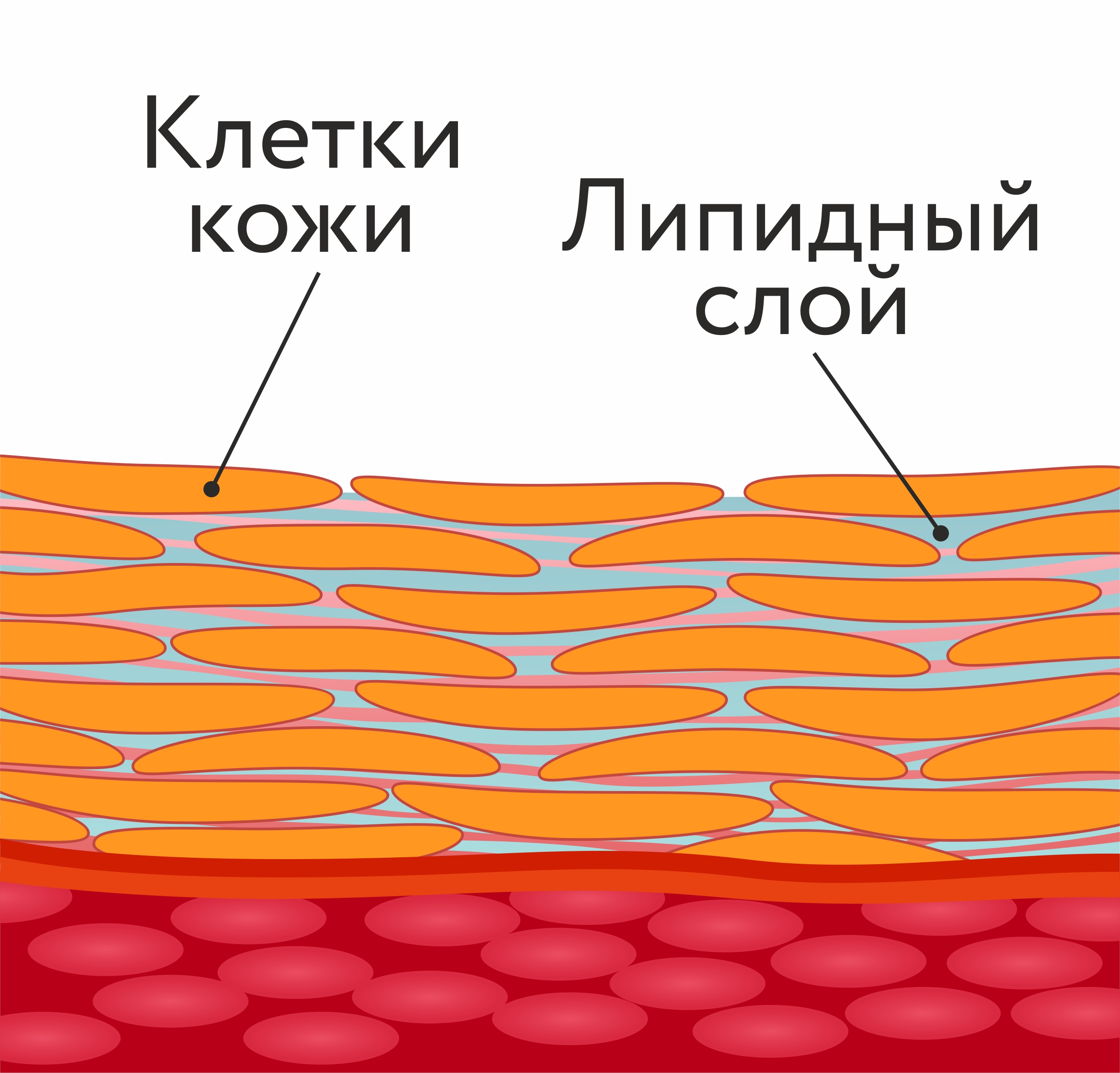 slim you код на скидку