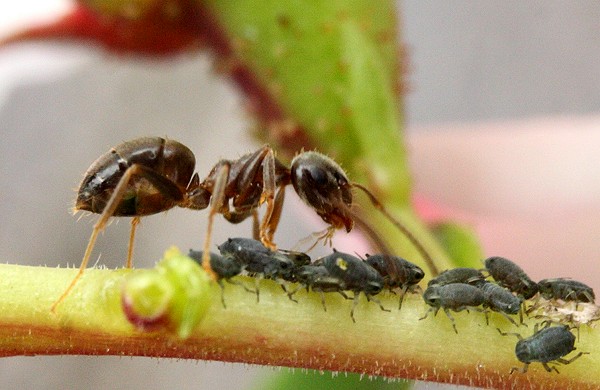 Чем кормить муравьев lasius. Смотреть фото Чем кормить муравьев lasius. Смотреть картинку Чем кормить муравьев lasius. Картинка про Чем кормить муравьев lasius. Фото Чем кормить муравьев lasius