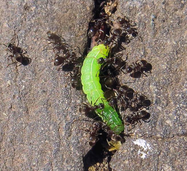 Чем кормить муравьев lasius. Смотреть фото Чем кормить муравьев lasius. Смотреть картинку Чем кормить муравьев lasius. Картинка про Чем кормить муравьев lasius. Фото Чем кормить муравьев lasius
