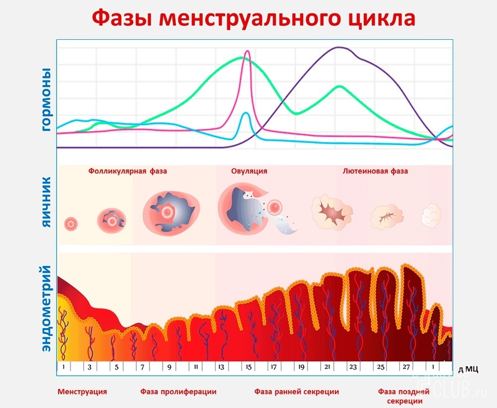 Колебания гормонального фона месячный цикл