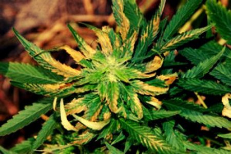 семена марихуаны употребление