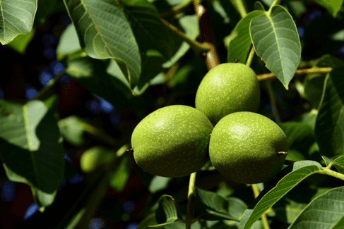 Что не хватает в организме если хочется грецкого ореха. Смотреть фото Что не хватает в организме если хочется грецкого ореха. Смотреть картинку Что не хватает в организме если хочется грецкого ореха. Картинка про Что не хватает в организме если хочется грецкого ореха. Фото Что не хватает в организме если хочется грецкого ореха Что не хватает в организме если хочется грецкого ореха. Смотреть фото Что не хватает в организме если хочется грецкого ореха. Смотреть картинку Что не хватает в организме если хочется грецкого ореха. Картинка про Что не хватает в организме если хочется грецкого ореха. Фото Что не хватает в организме если хочется грецкого ореха