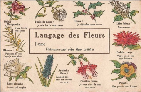Реферат: Селам язык цветов