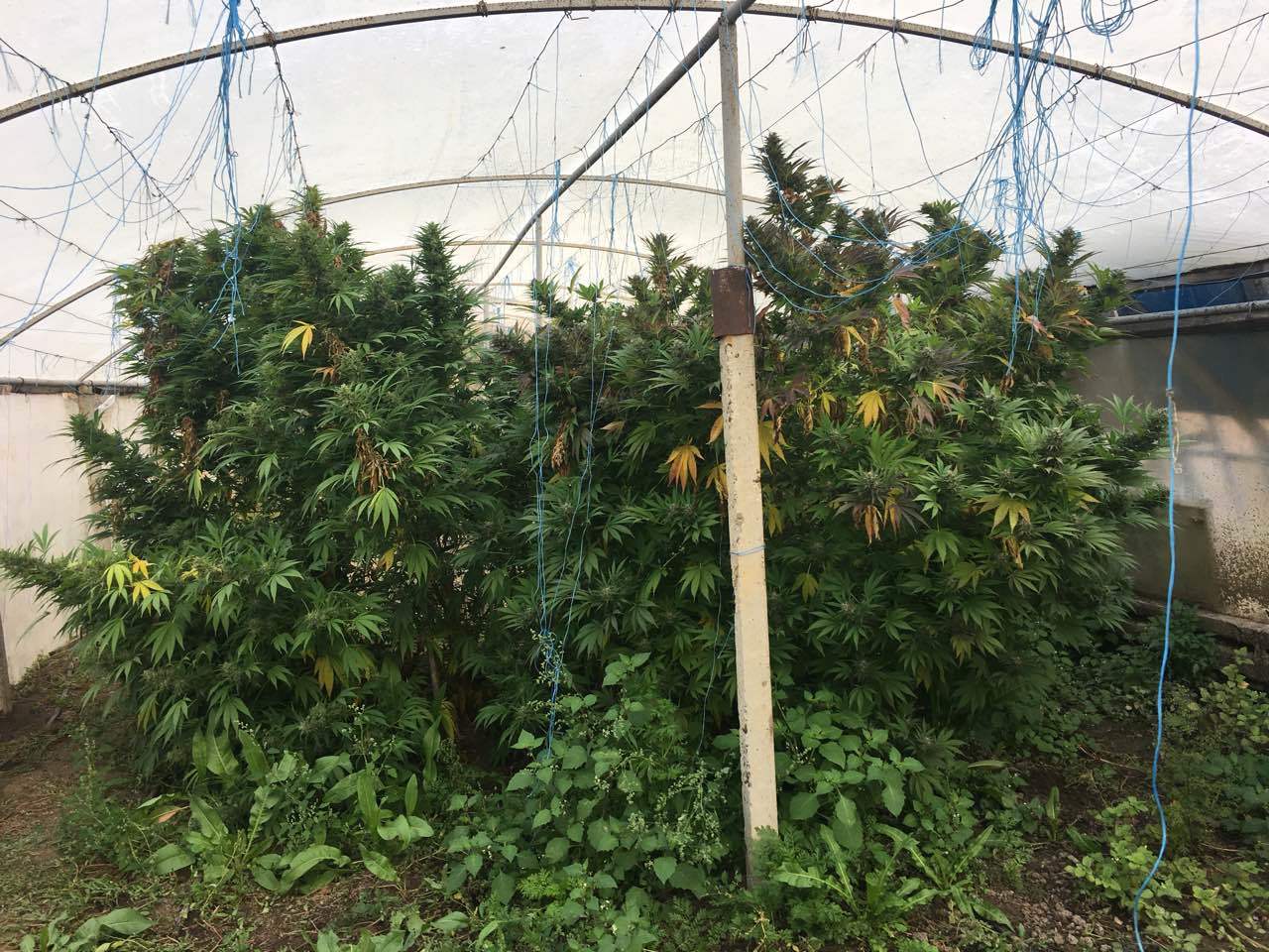 Когда лучше всего сажать марихуану урожайные сорта конопли