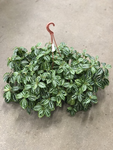 Pilea Интернет Магазин Растений