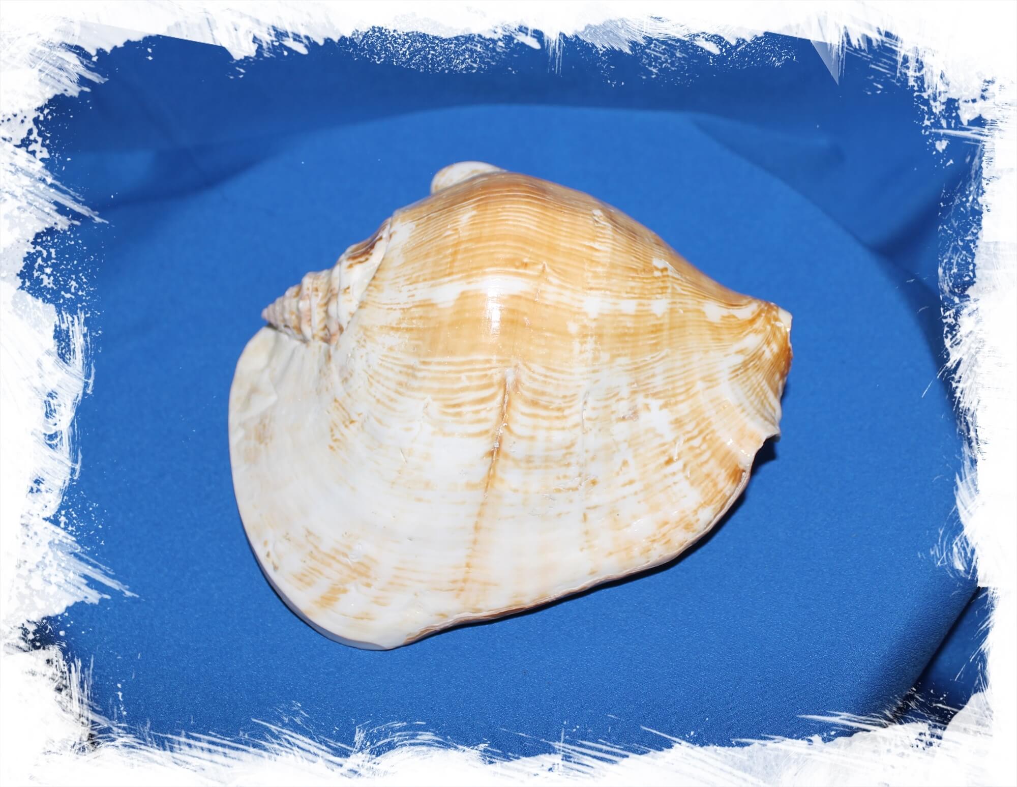 Купить Стромбус Латиссимус