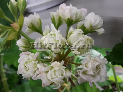 HitFlora | Купить Пеларгония April Snow в интернет-магазине