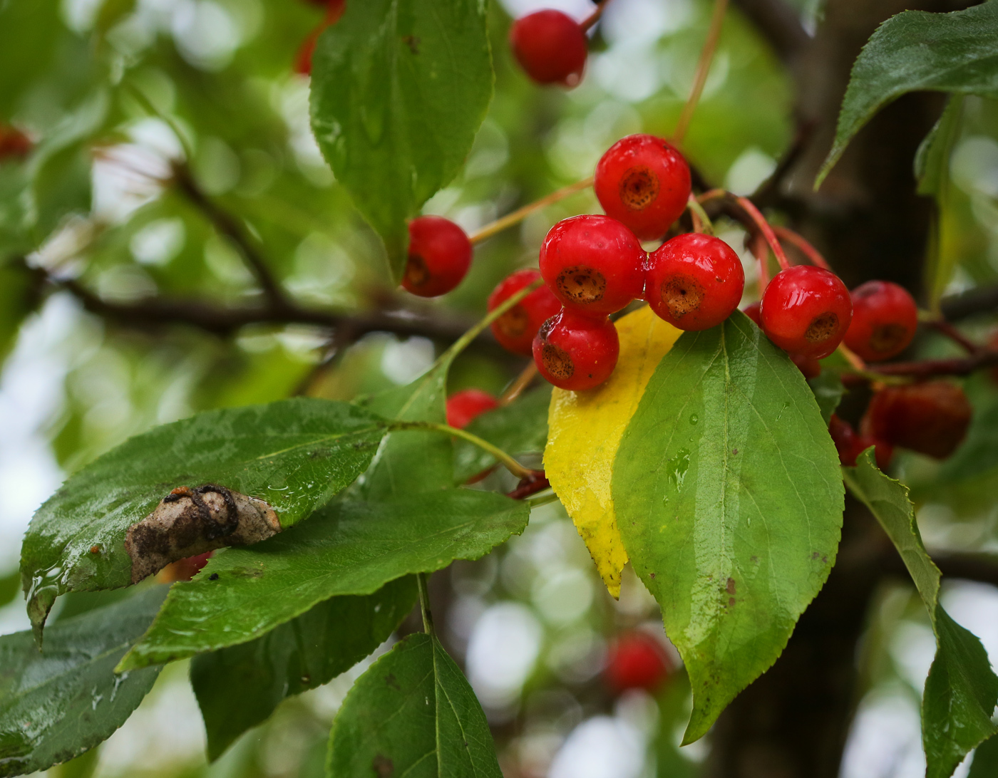 Яблоня ягодная описание. Яблоня Ягодная Malus baccata. Яблоня Сибирская Malus baccata. Malus baccata яблоня Ягодная Сибирская. Яблоня Сибирская шейдекара.