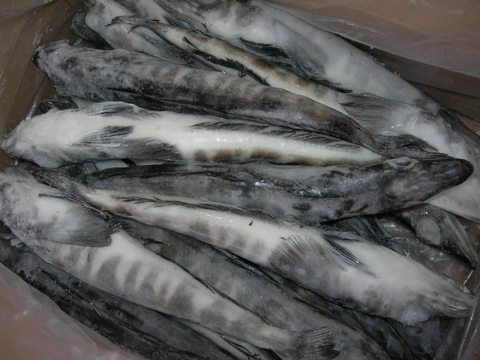 Ледяная Рыба Фото Цена