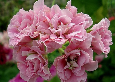 Пеларгония розовая жемчужина фото и описание