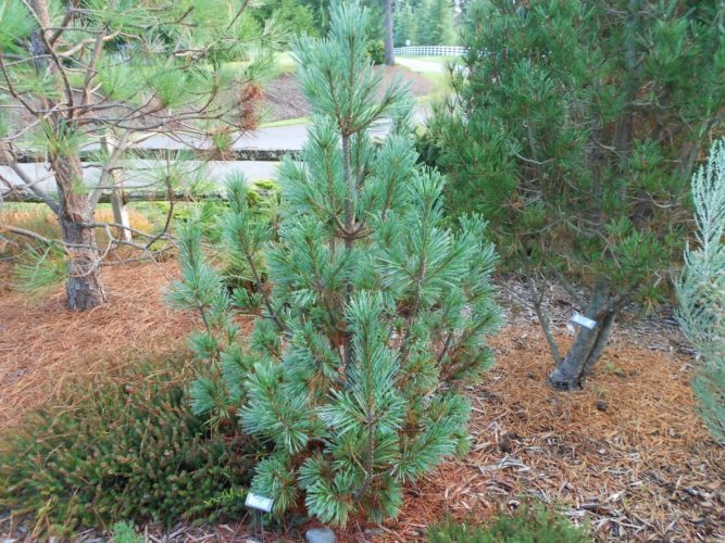 Семена сосны веймутовой. Pinus monticola. Pinus monticola Crawford. Сосна Горная 'Pinus monticola. Pinus monticola 'ammerland'.