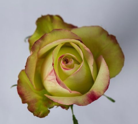 Броканте роза фото и описание