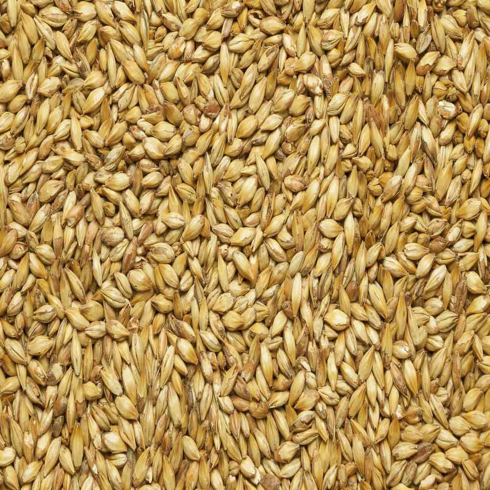 Зерна пшеницы и овса. Ячмень фураж. Отруби ячменные. Пшеница зерно. Пшеница фуражная.