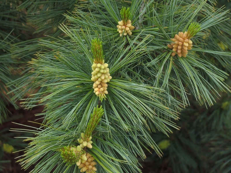 Белая сосна. Pinus strobiformis. Pinus strobiformis Coronado. Сосна Юго-Западная белая Pinus strobiformis. Pinus Reflexa.