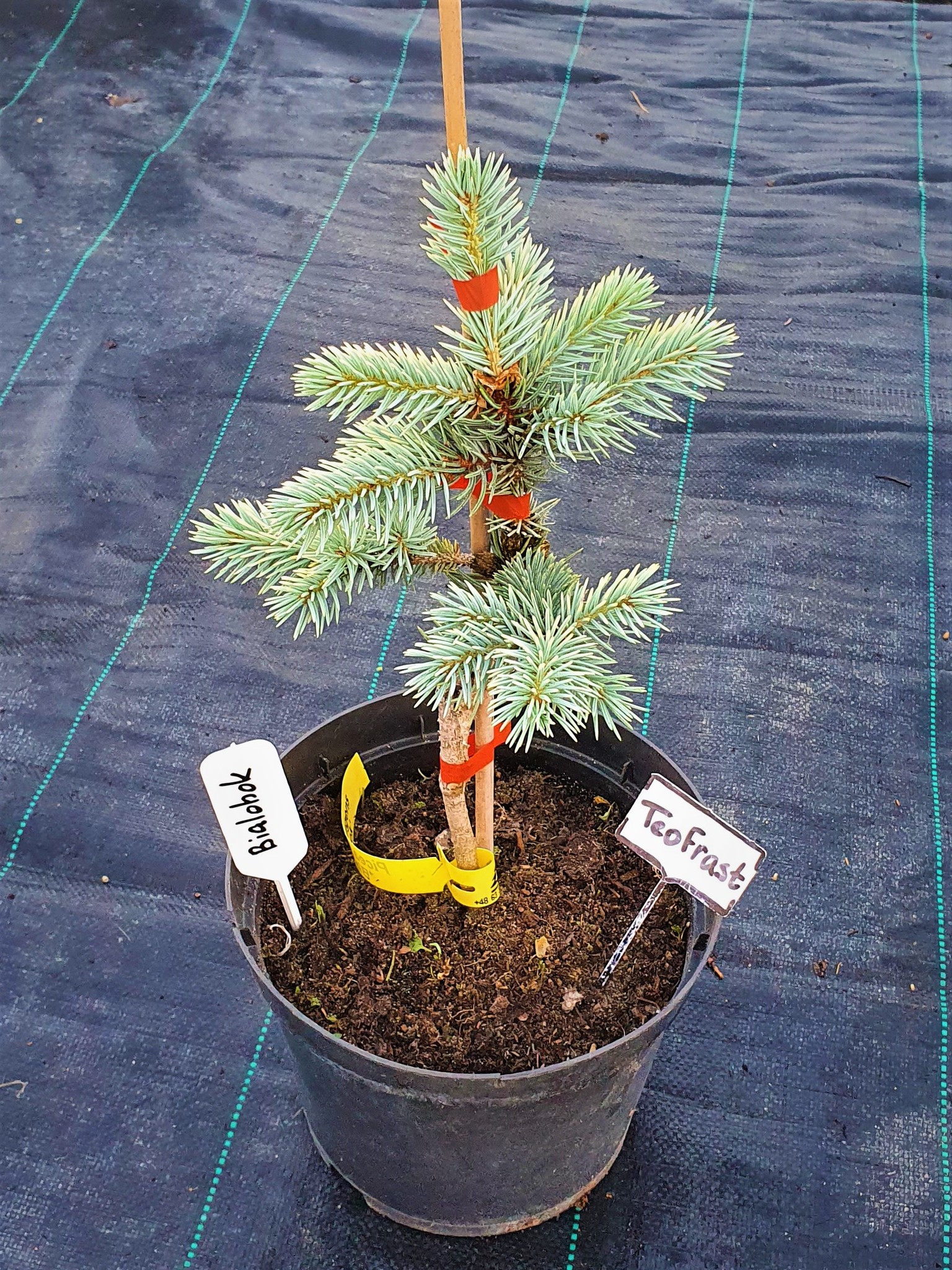 Ель Биалобок Купить Саженцы