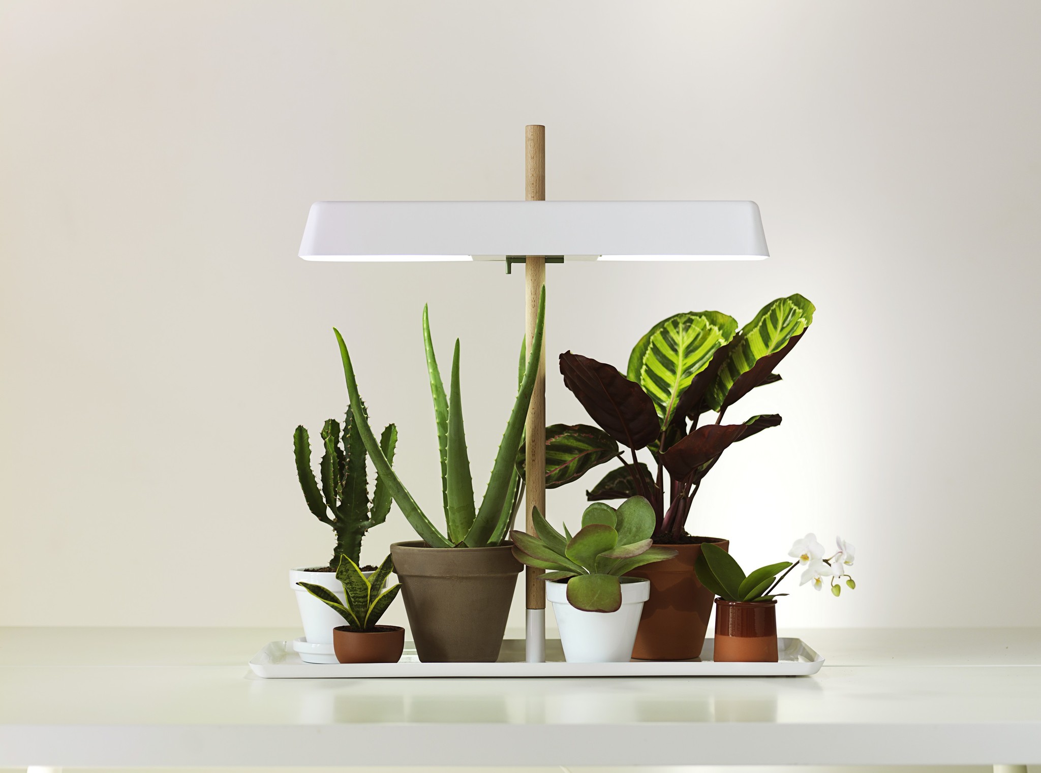 Сделай мало света. Фитолампа здоровья клад 16 вт. Искусственное освещение для комнатных растений. Вечернее освещение в комнате. Лампа дневного света для растений.