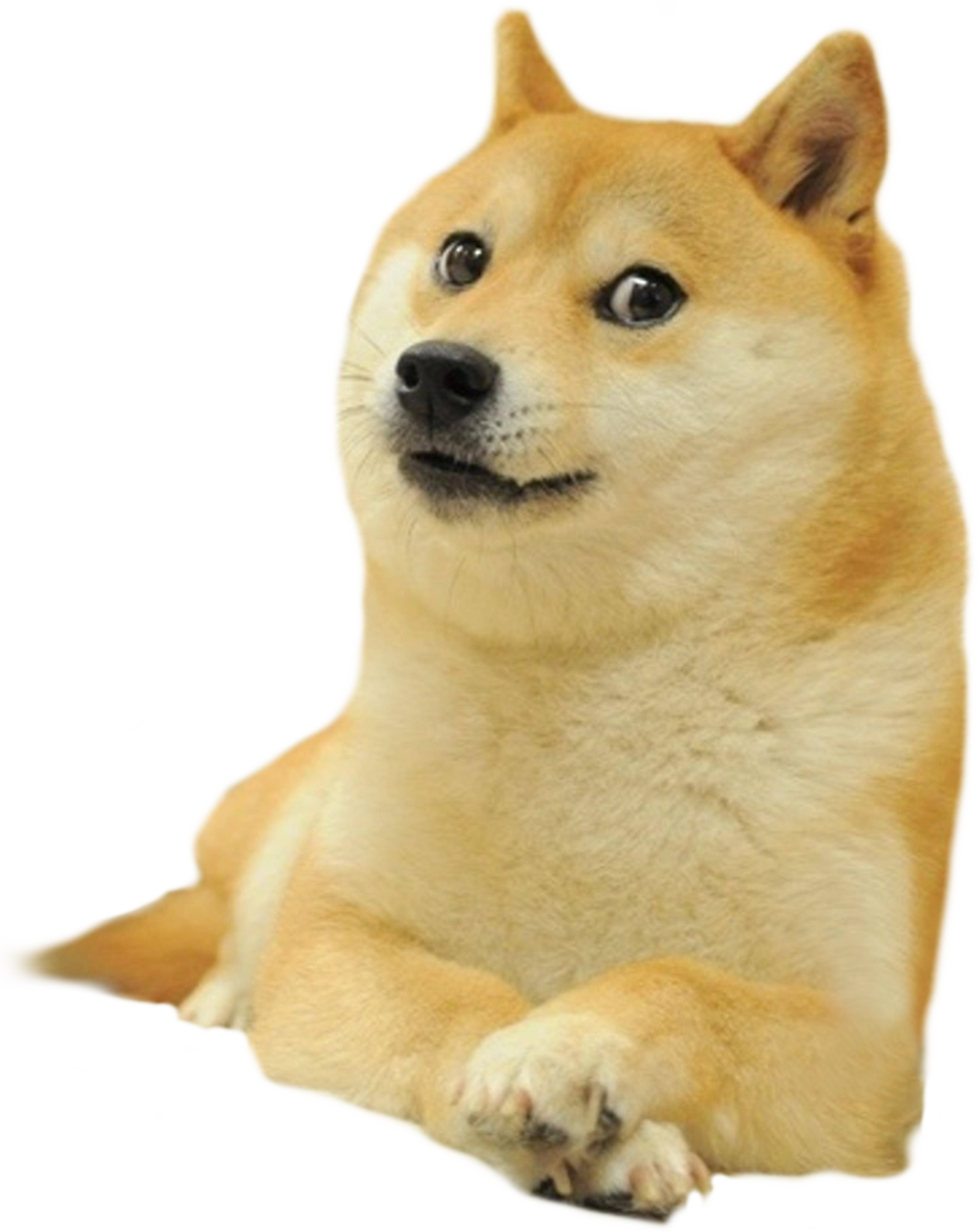 Doggo. Сиба-ину Догги. Сиба-ину Dogecoin. Shiba Inu дог. Сиба ину Мем.