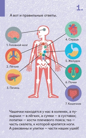 Как Устроен Человек Фото