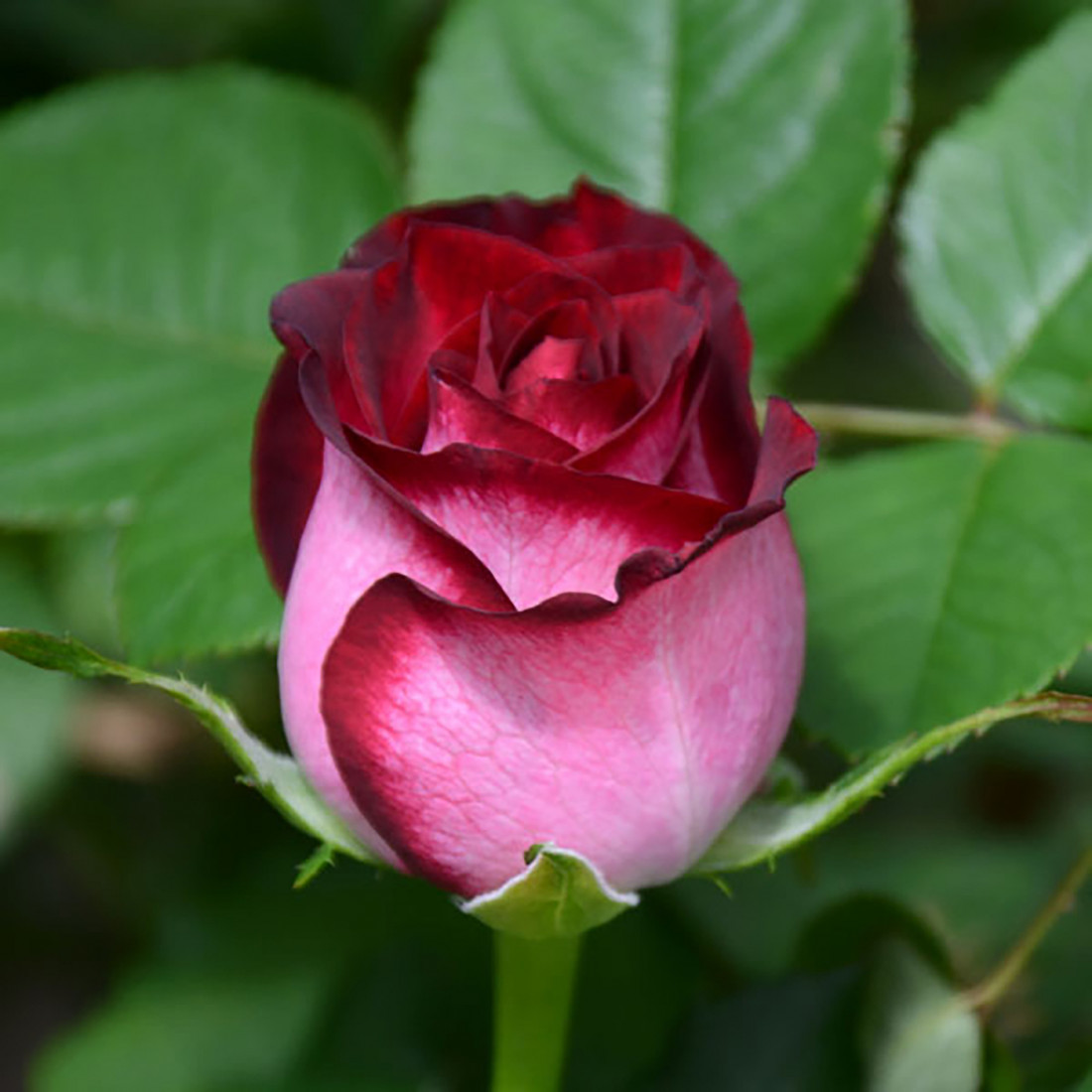 Роза чайно-гибридная Кардинал