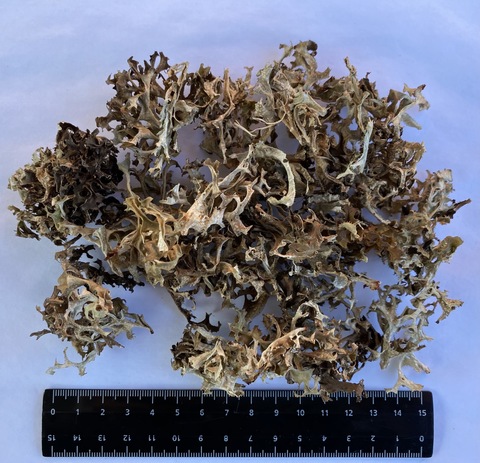 цетрария (ягель). цетрария (ягель). сухой исландский мох. сухой исландский мох. исландский мох cetraria islandica.